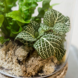 Glass Terrarium/Open Container Workshop!