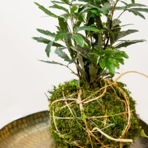 Kokedama String Garden Workshop