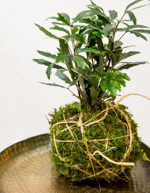 Kokedama String Garden Workshop